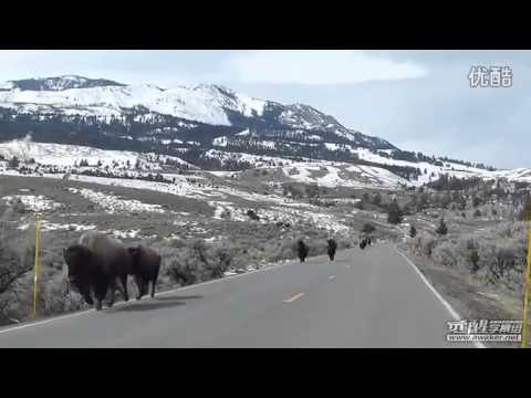 Una mandria di bisonti in fuga a Yellowstone: prossima eruzione del super vulcano?!