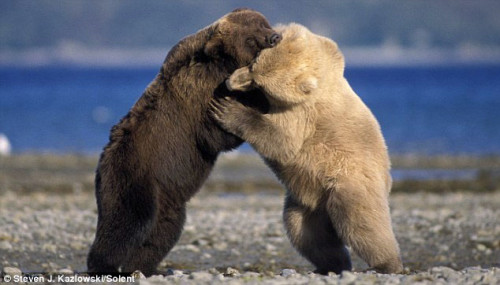 Grizzly Bears Vs. Polar Bears