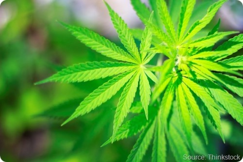 La marijuana può causare complicazioni cardiache nei giovani