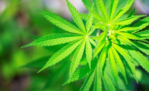 La marijuana può causare complicazioni cardiache nei giovani