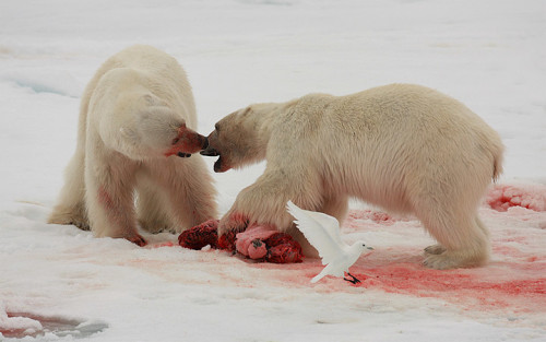 Orsi polari predatori: costruiti per nutrirsi di grasso