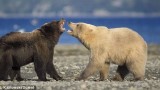 L’orso polare si é evoluto di recente discendendo dall’orso bruno