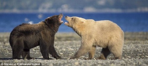 grizzly bear fight polar bear