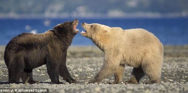 L’orso polare si é evoluto di recente discendendo dall’orso bruno