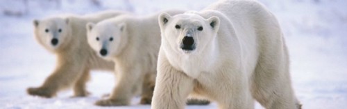 Orsi polari si sono differenziati da quelli bruni  molto più recentemente di quanto si pensasse prima che fosse sequenziato il genoma di entrambi e confrontato 