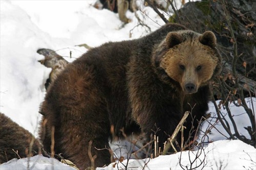 Grizzlies