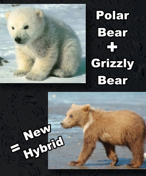 polar-grizzly hybrid