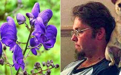 I fiori dell'Aconitum e il giardiniere morto