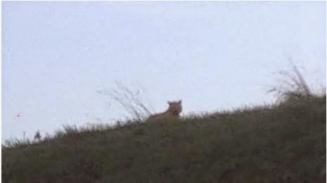 UNA TIGRE a Disneyland Paris