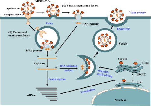 MERS coronavirus attacca cellula sana