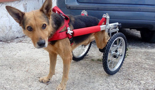 Andria: La storia di Girotondo il cane disabile