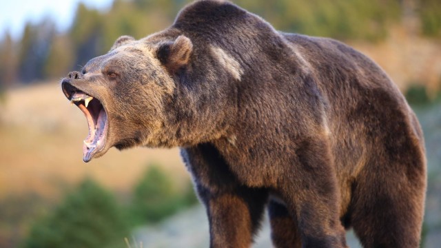 Sparò al grizzly che stava sbranando sua moglie, uccidendo entrambi