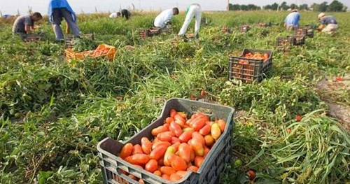 I nuovi schiavi del lavoro nero di Castelnuovo Scrivia (MI)