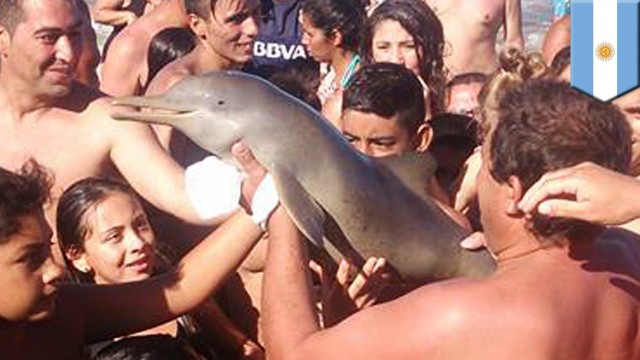Baby delfino muore disidratato per i “selfie” in spiaggia