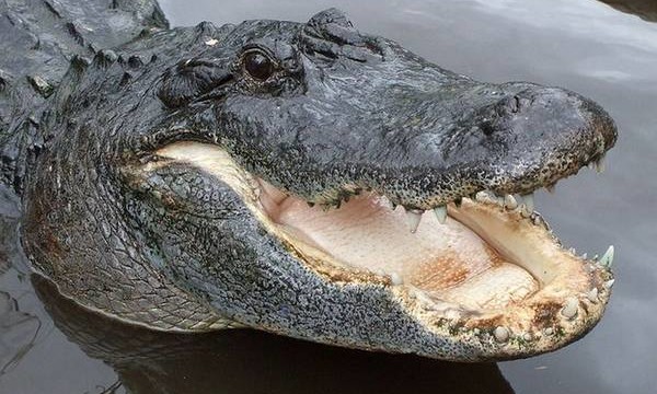 FLORIDA: trovato il corpo del bambino sbranato da un alligatore