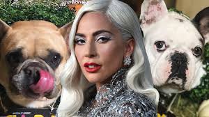 LADY GAGA’S DOGS