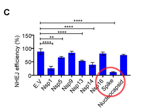 grafico-mdpi-sars-cov-2-spike-dna-damage-repair-figure-1-c-spike-600