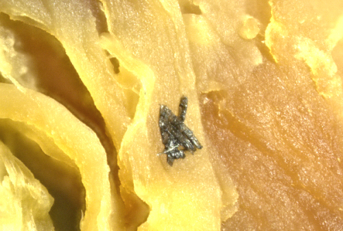 silicon-structures-200x-png
