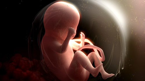 luniversita-di-pittsburgh-e-stata-sorpresa-a-raccogliere-parti-del-corpo-di-feti-vivi-prima-dellaborto-unborn-fetus
