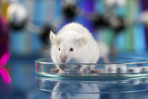 la-boston-university-crea-un-ceppo-covid-con-l80-di-mortalita-nei-topi-experiment-mice-orig
